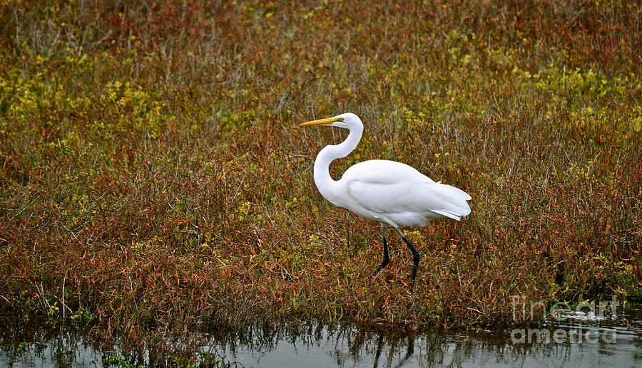Leisurely Egret Photograph by Gwyn Newcombe