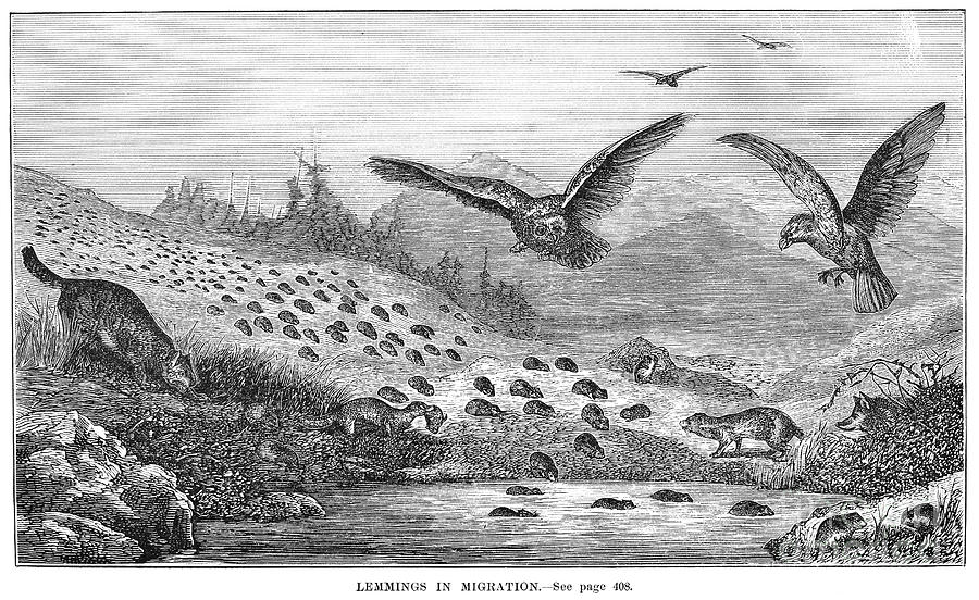 Lemming Migration 