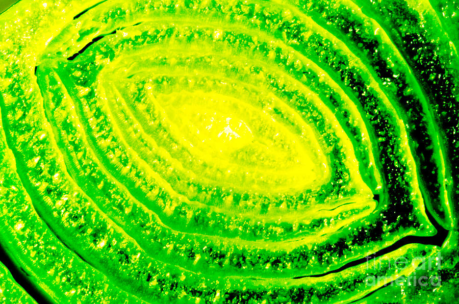 Abstract Photograph - LEMON AND LIME study of vegetable close up by Andy Smy