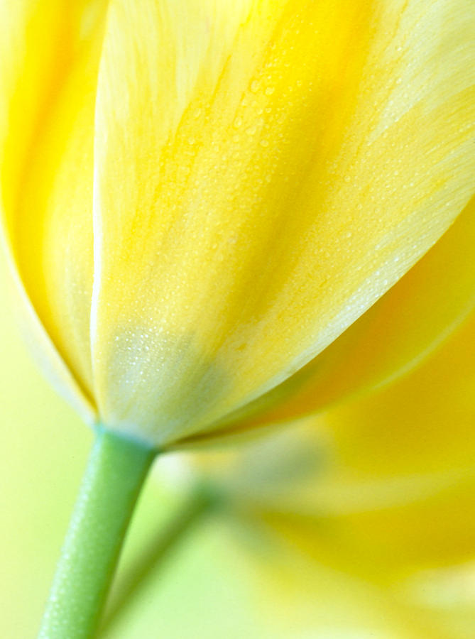 Flower Photograph - Lemon Chiffon Tulips by Kathy Yates