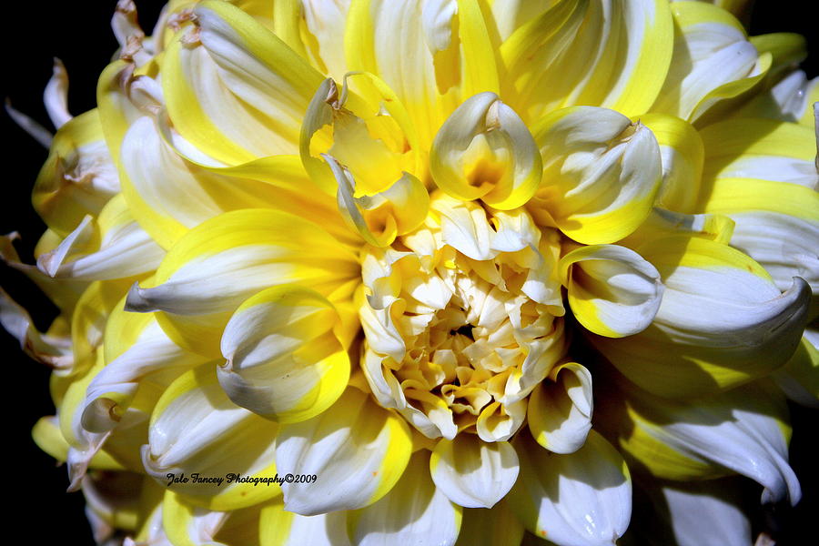 Lemon Meringue Petals Photograph by Jale Fancey
