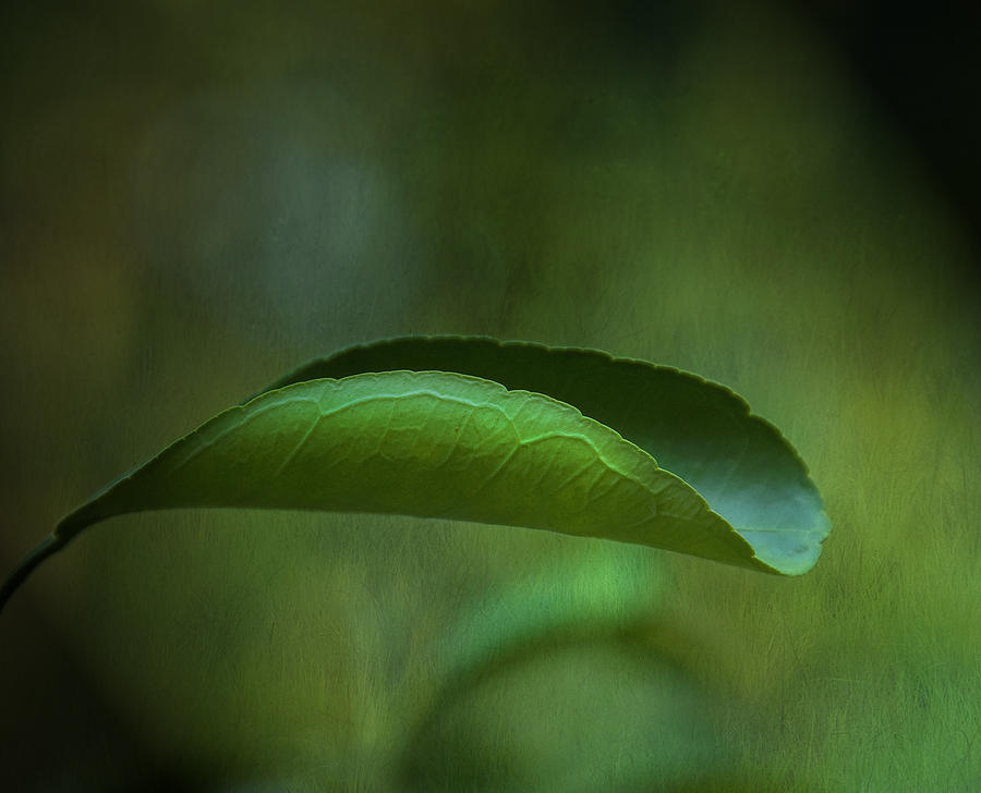 Nature Photograph - Lemon Peel by Steven Richardson