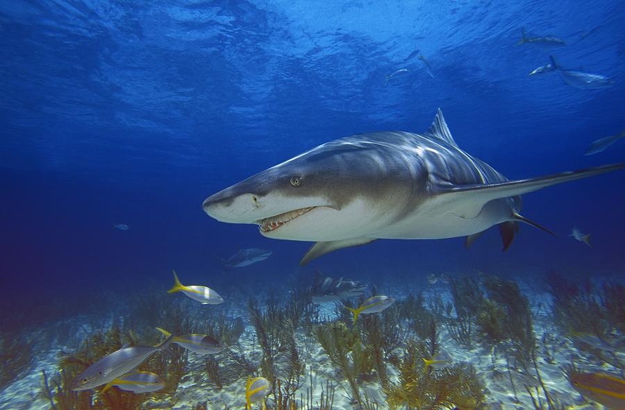 Lemon Shark Photograph by Carson Ganci