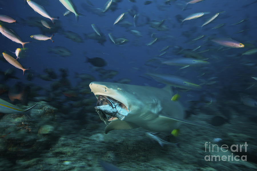 Lemon Shark Chomps Down On A Large Tuna Photograph by Terry Moore