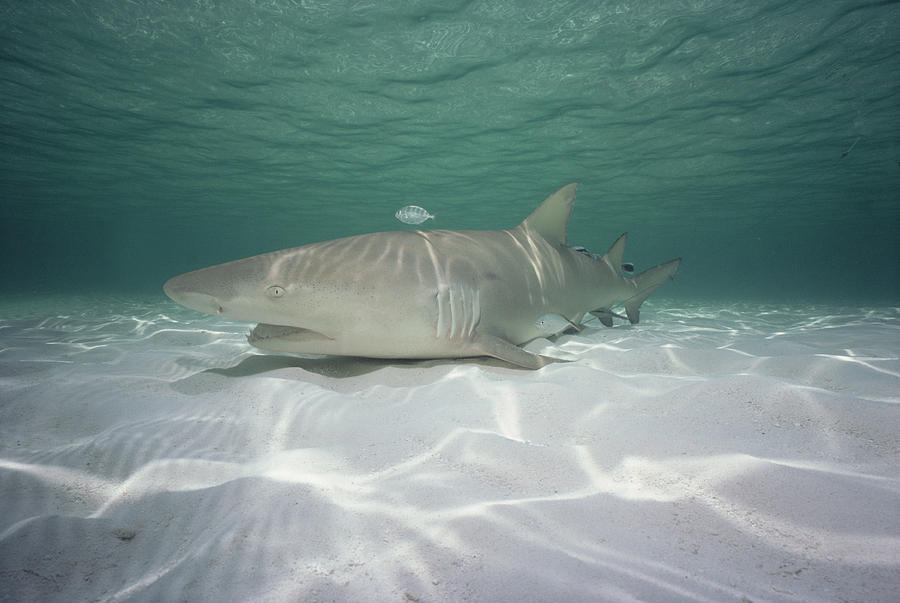 Lemon Shark Negaprion Acutidens Photograph by Flip Nicklin