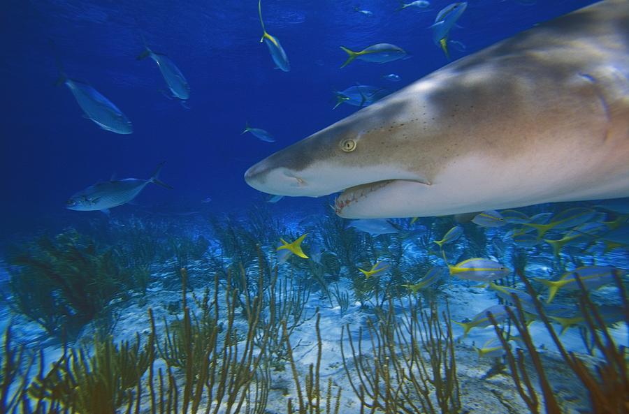 Lemon Shark  Negaprion Brevirostris Photograph