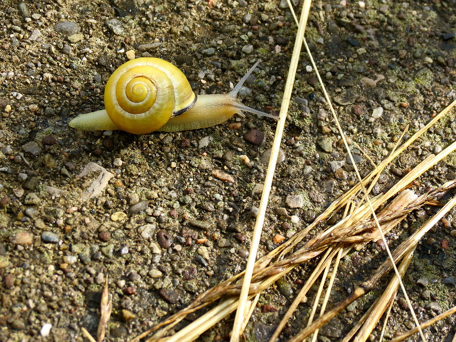 Lemon Snail Photograph by Azthet Photography