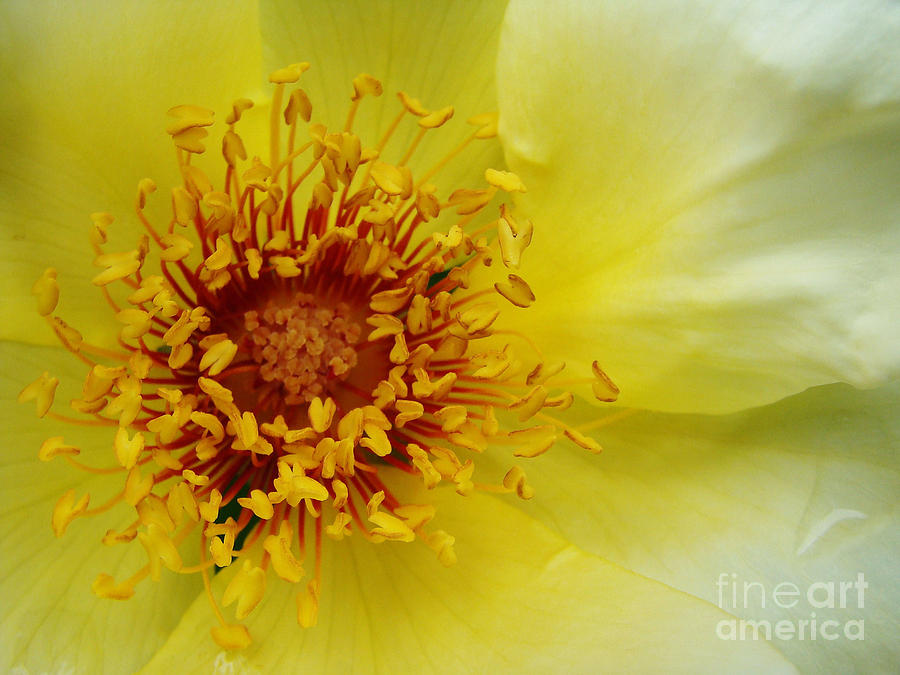 Lemon Sorbet Rose Photograph