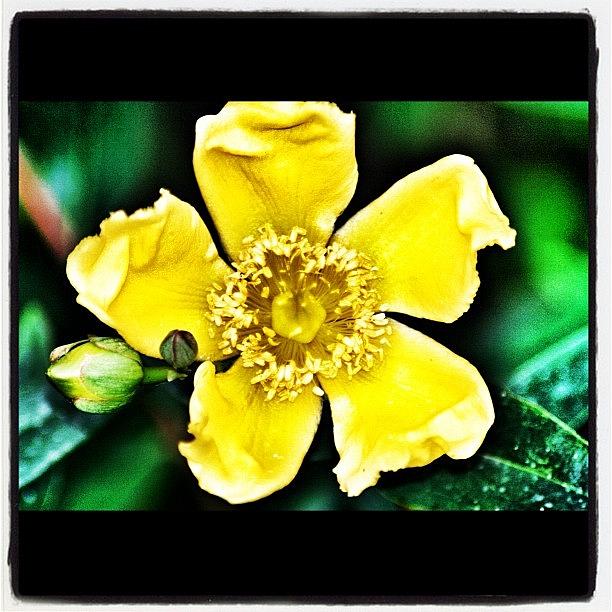 Flowers Still Life Photograph - Lemon Yellow #flower #garden by Chris Barber