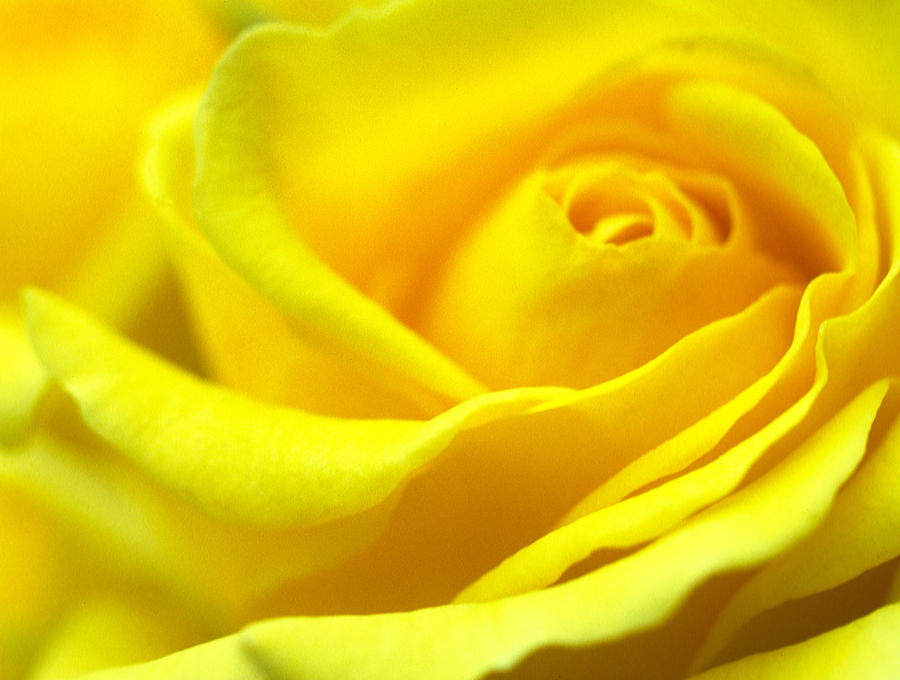 Flower Photograph - Lemon Yellow Rose by Kathy Yates