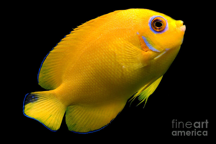 Lemonpeel Angelfish Photograph by Dant Fenolio