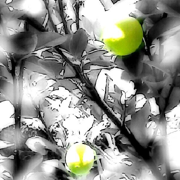 Abstract Photograph - Lemons  by Christi Evans