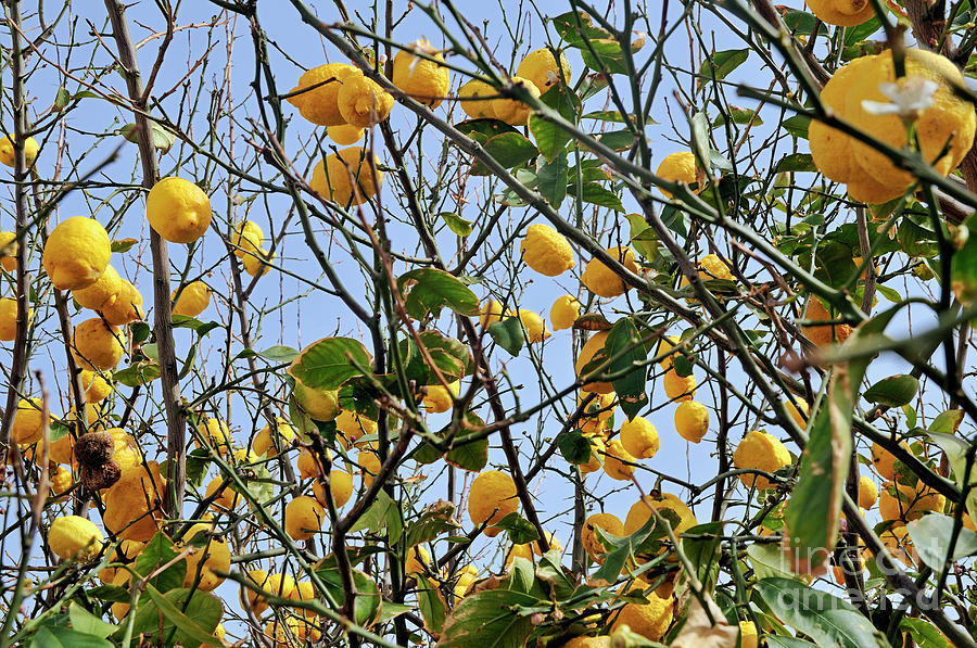 Lemons hanging on tree Photograph by Sami Sarkis