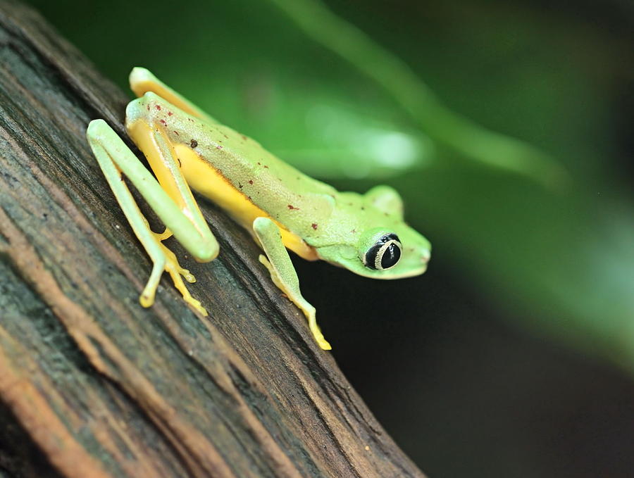 Lemur Frog Photograph by Katherine White