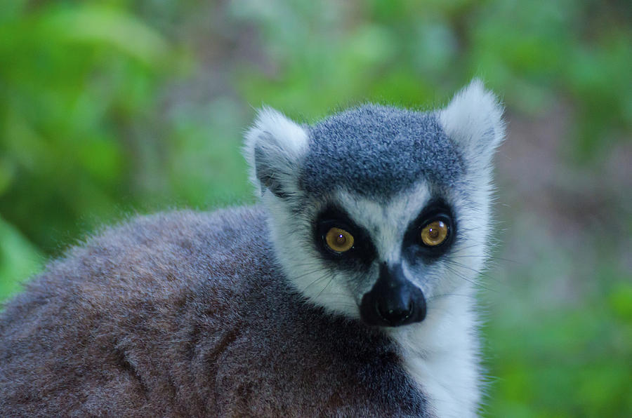 Lemur Photograph by Harry Strharsky