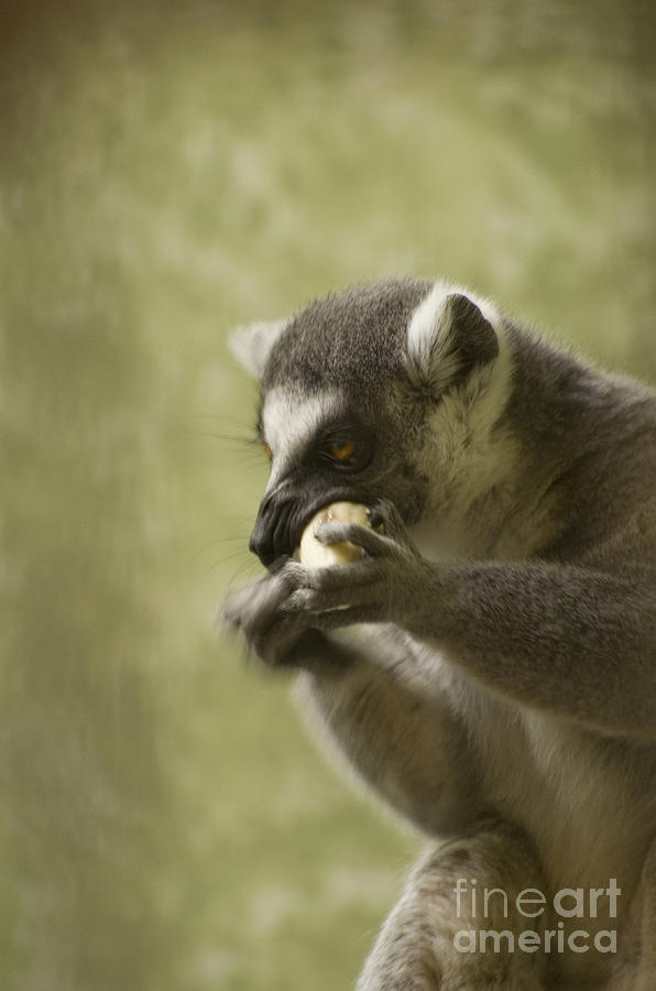 Lemur Photograph by Heather Applegate