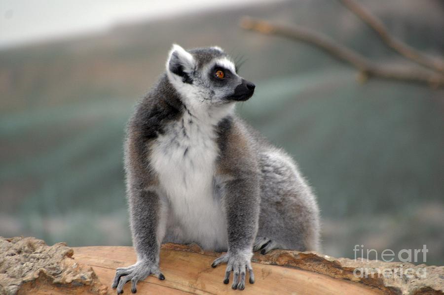 Lemur Photograph by Living Color Photography Lorraine Lynch