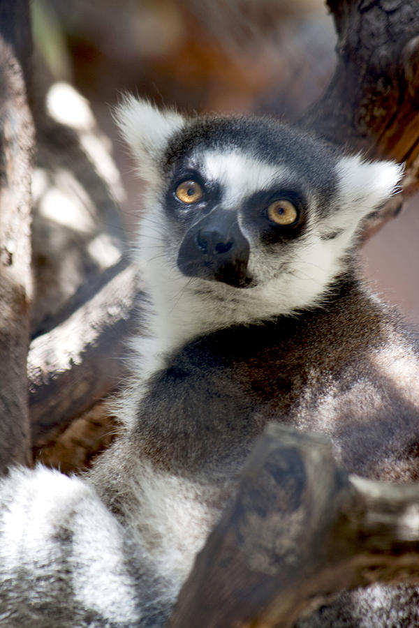 Lemur Ring-Tailed Photograph by Ivete Basso Photography