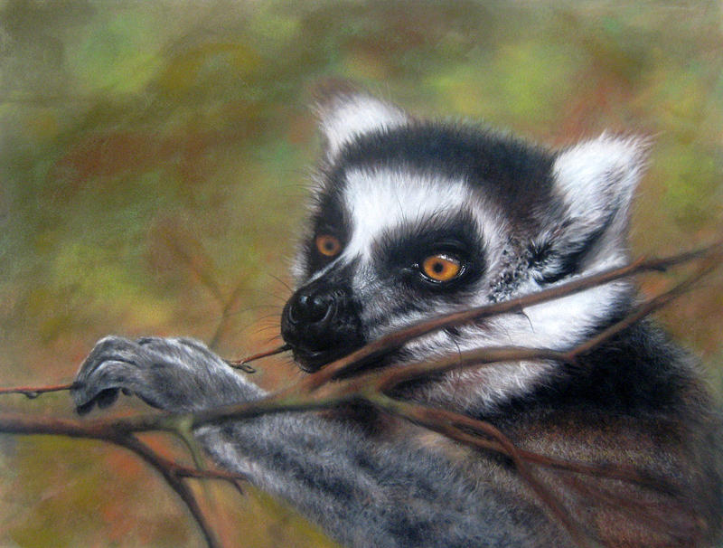 Wildlife Pastel - Lemur by Rose Baggs Wildlife Pastel - Lemur by Rose Baggs