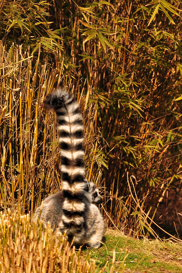 Lemur Tail Photograph by Susan Cliett