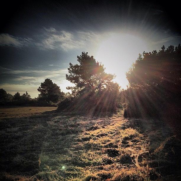 Tree Photograph - Lens Flair Over Kelling Heath #norfolk by Colin Cornwall