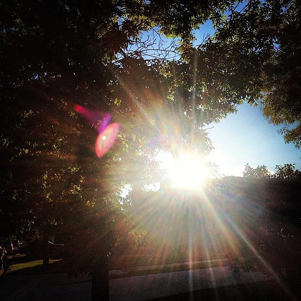 Lens Flare Baby! Through The Trees Lol Photograph by Robert Garcia