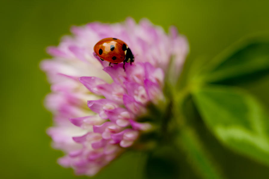 Lensbaby Ladybug on Pink Clover Photograph by Kathy Clark