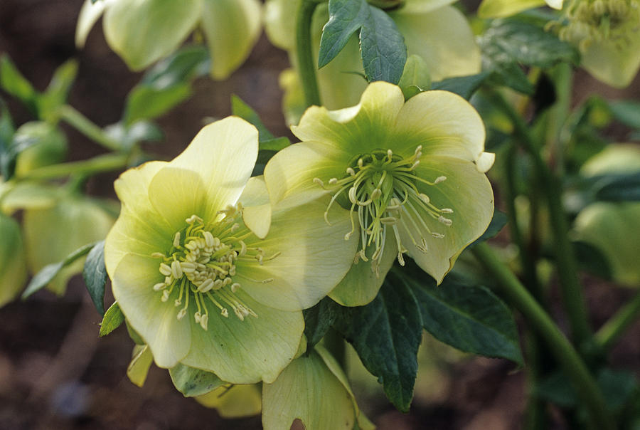 Lenten Rose Flowers Photograph by Adrian Thomas - Pixels