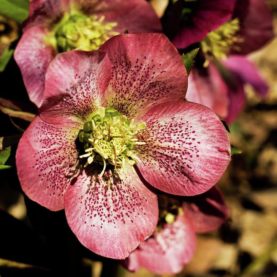 Lentin Rose Bunch by Nina Cazille - Lentin Rose Bunch Photograph ...