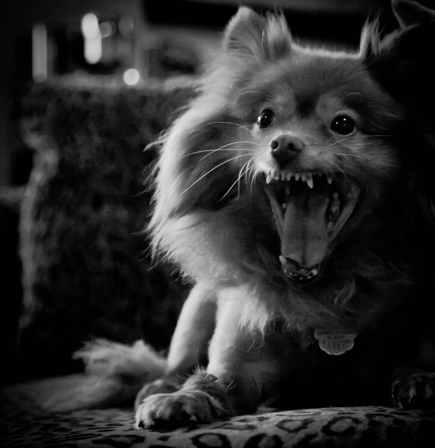 Dog Photograph - LEO by Heidi Horowitz Dog Photograph - LEO by Heidi Horowitz