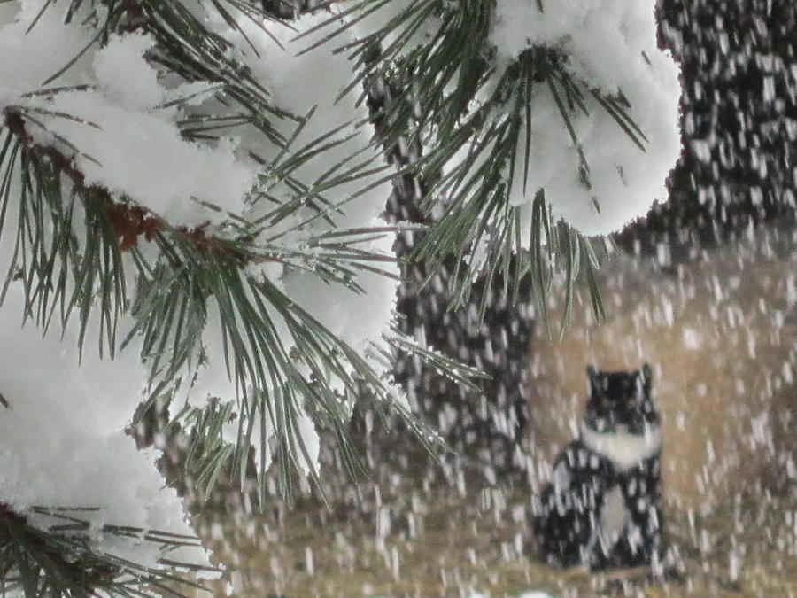 Tree Photograph - Leo In The Snow Storm by Jeffrey Koss