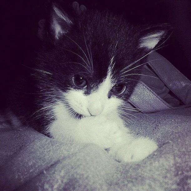 Cat Photograph - #leo #kitten #baby #poser #cute by Rachel Williams