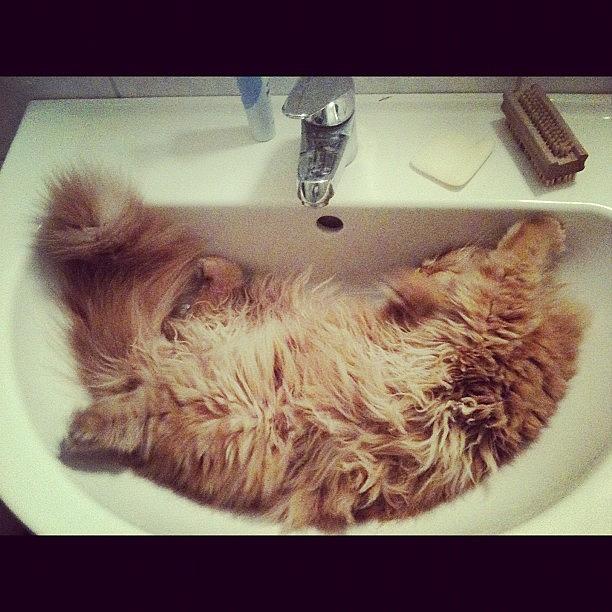 Cat Photograph - Leonie Likes The Bathroom by Silke Heyer