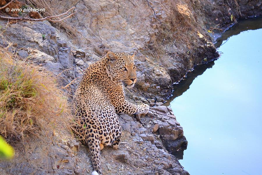 Leopard Pyrography by Arno Pietersen - Fine Art America