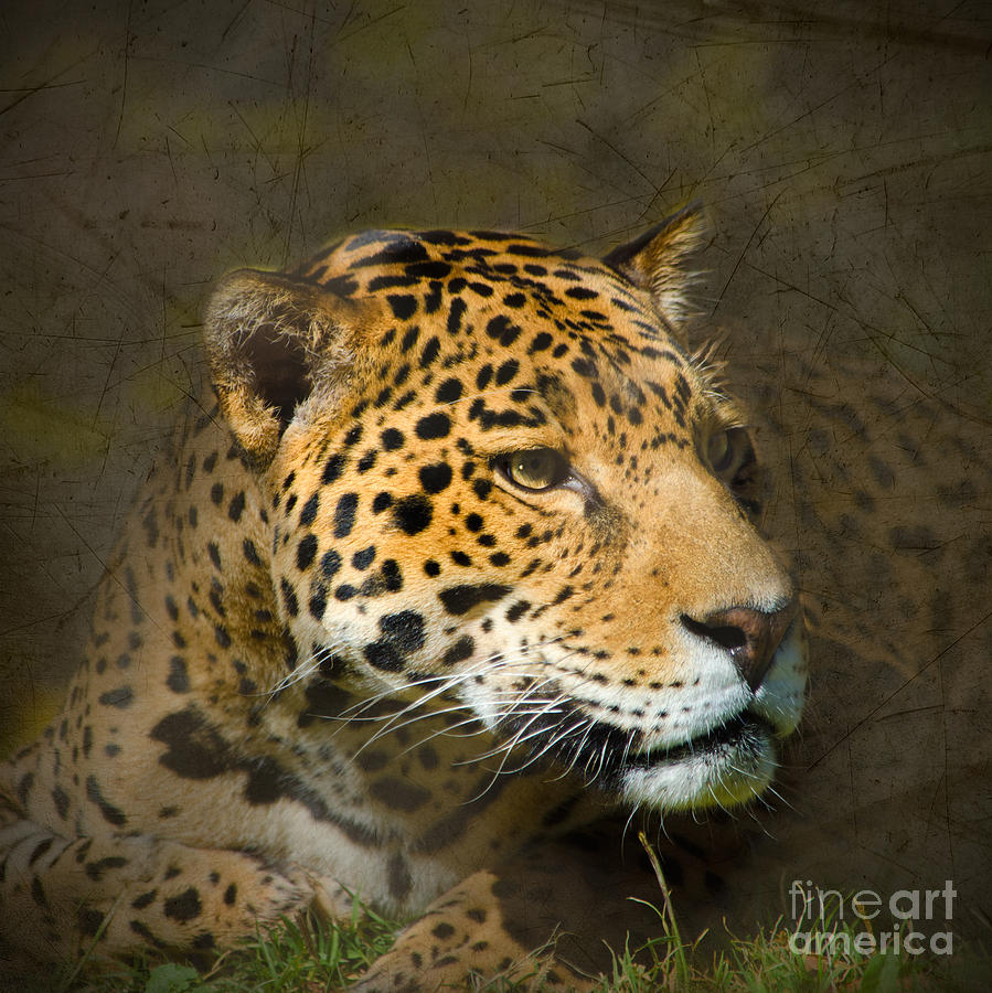 Leopard Photograph by Betty LaRue
