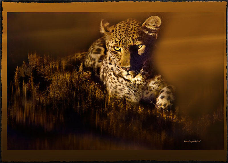 Leopard Photograph - Leopard by Bobbie Goodrich