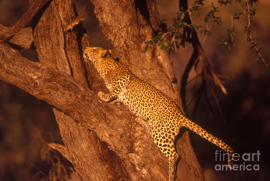 Leopard Chasing Tree Squirrel Photograph by Gregory G Dimijian