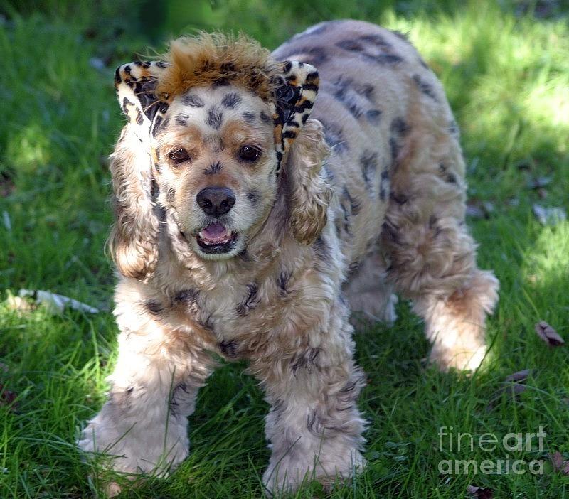 Leopard Dog Photograph by Living Color Photography Lorraine Lynch