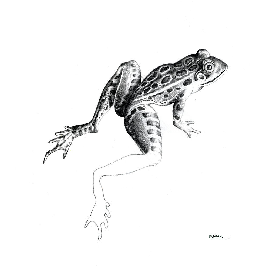 Amphibians Drawing - Leopard Frog by Michael Landa