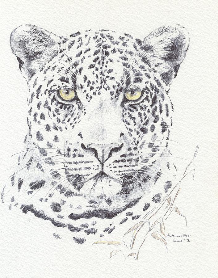 Drax Scarface - leopard sketch