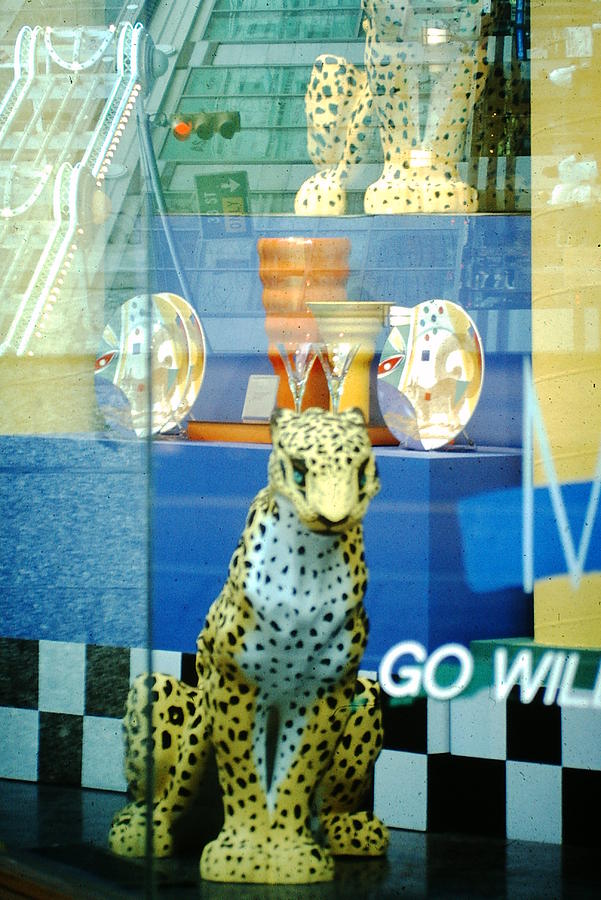 Leopard GO WIL Photograph by David Deak