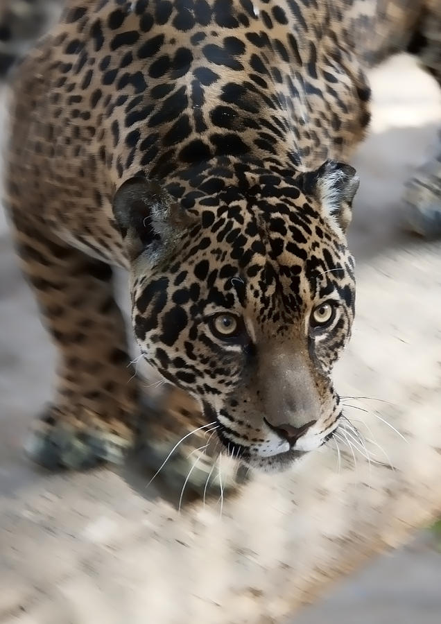 Leopard  Photograph by Gouzel -