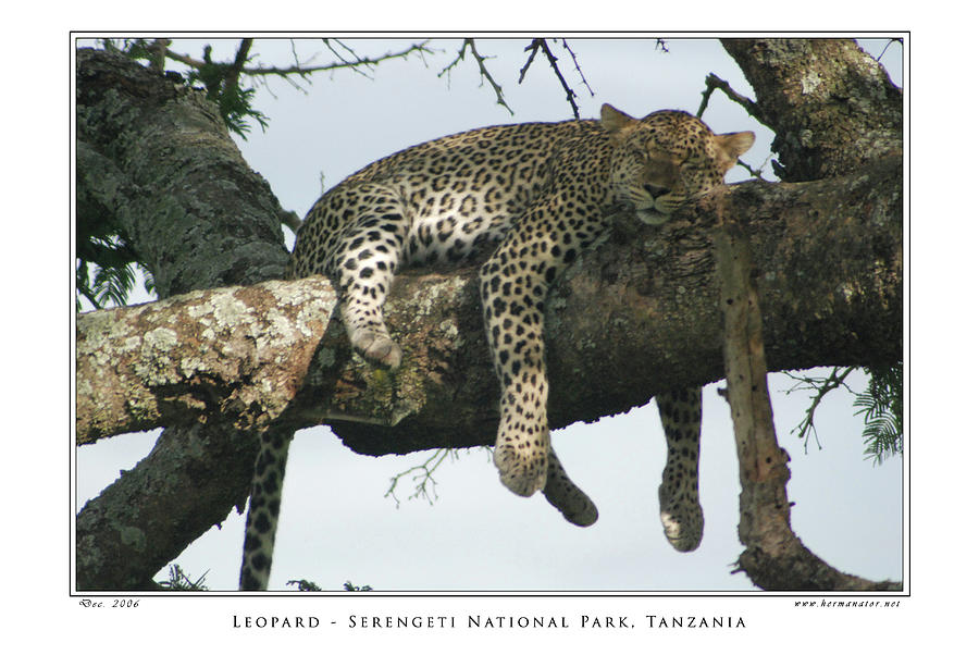 Leopard  Photograph by Herman Hagen