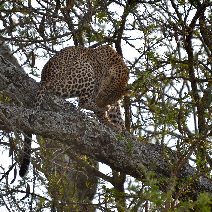 Leopard in Tree Photograph by Ian Moore