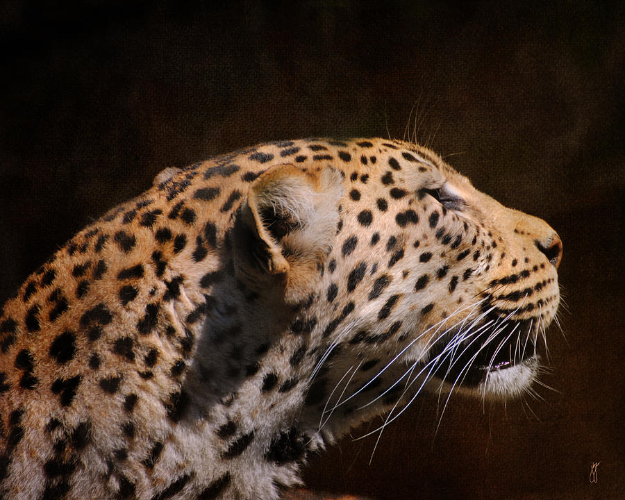 Leopard IV  by Jai Johnson