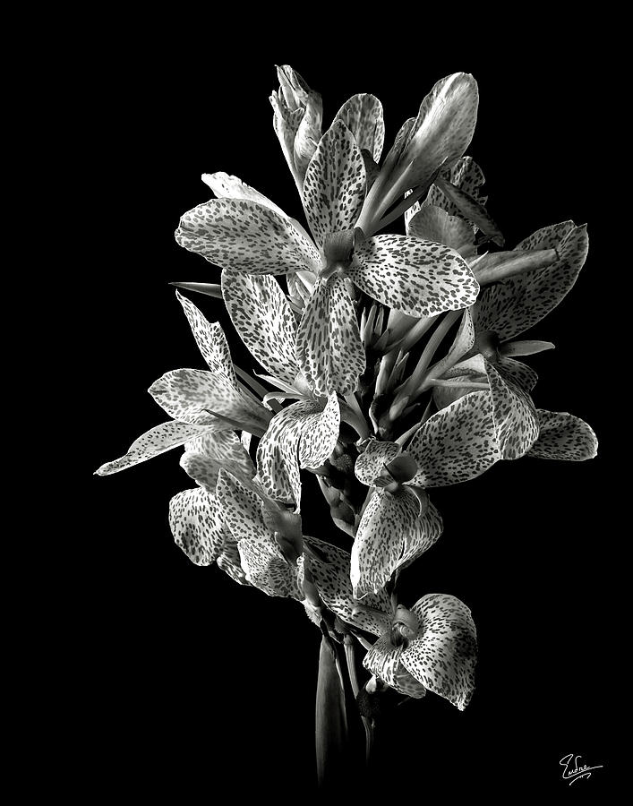 Leopard Lily in Black and White Photograph by Endre Balogh