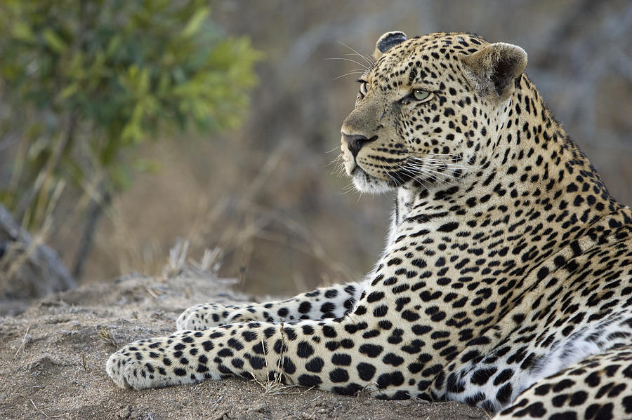Leopard Malamala Game Reserve South Photograph by Suzi Eszterhas