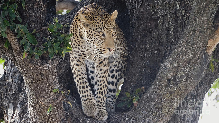 Leopard Photograph by Mareko Marciniak