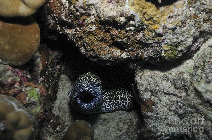 Wildlife Photograph - Leopard Moray Eel With Mouth Open by Mathieu Meur