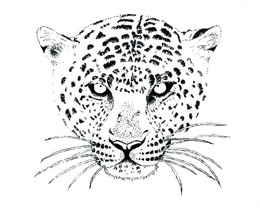 Animal Drawing - Leopard by Naveen Chhabria